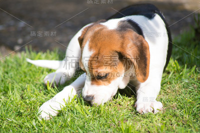 小猎犬号