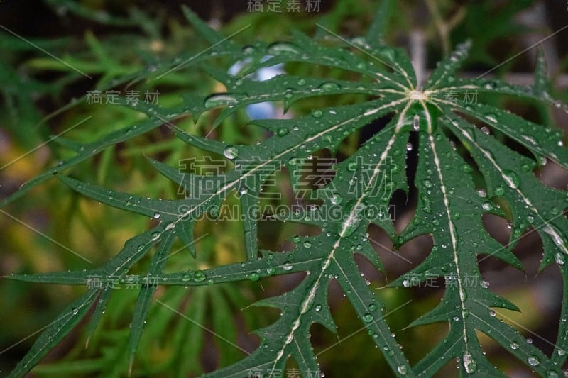 雅特罗法多菲达叶