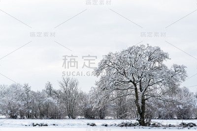 有一棵白雪覆盖的大树