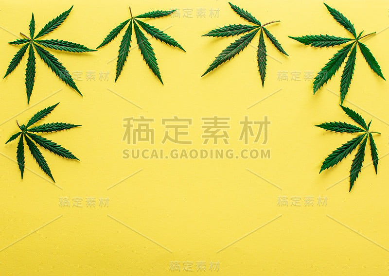 大的新鲜的绿色有机大麻大麻叶子孤立在黄色背景与复制空间为您的文本