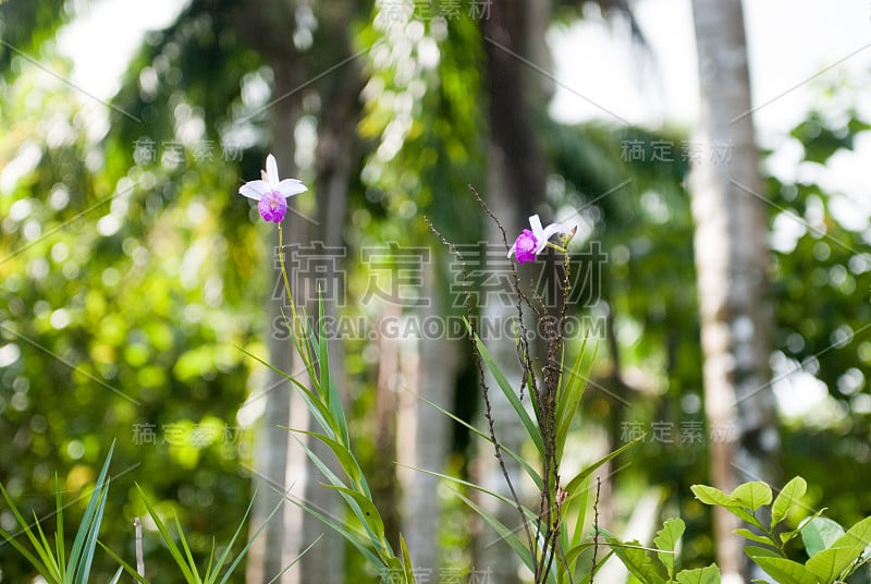 Fuscia Orchid