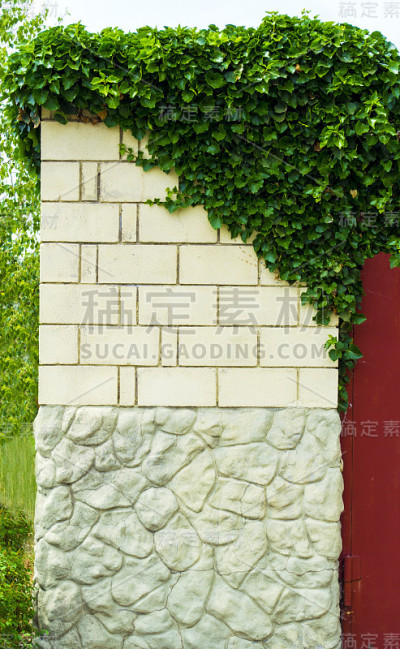 带有常春藤的砖墙