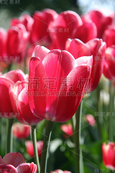 春天五颜六色的郁金香