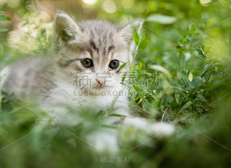 小猫在公园的绿草里