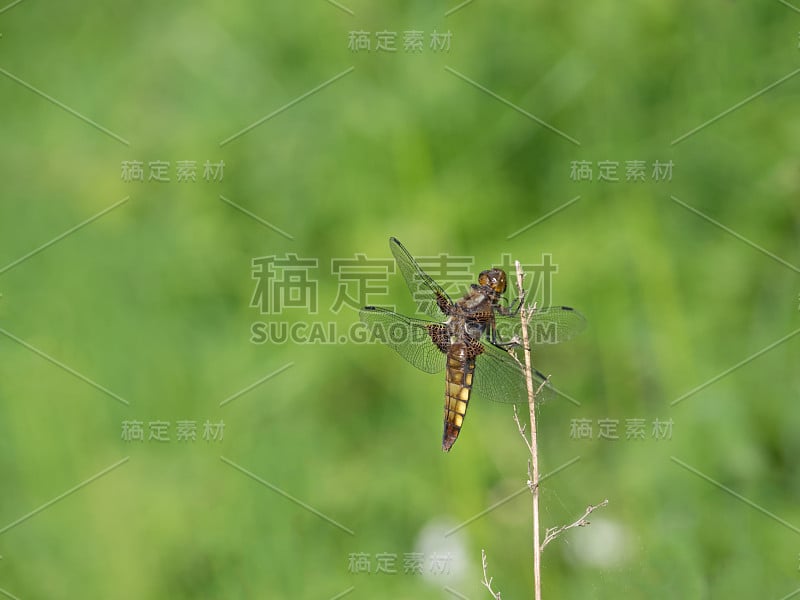 宽体追逐者的特写(Libellula depressa)