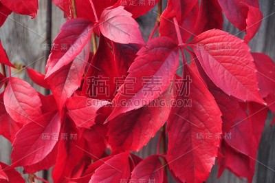 2015年英国秋季花园三分之一