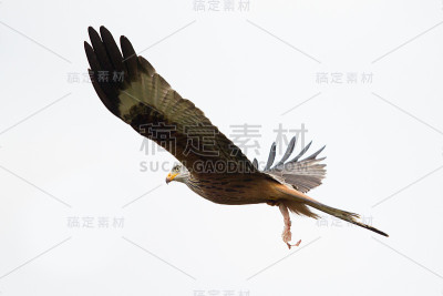 红风筝，猛禽，米尔维斯。