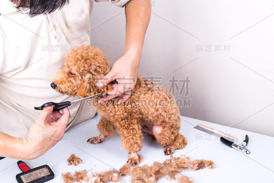 美容师用剪刀为贵宾犬梳理毛发