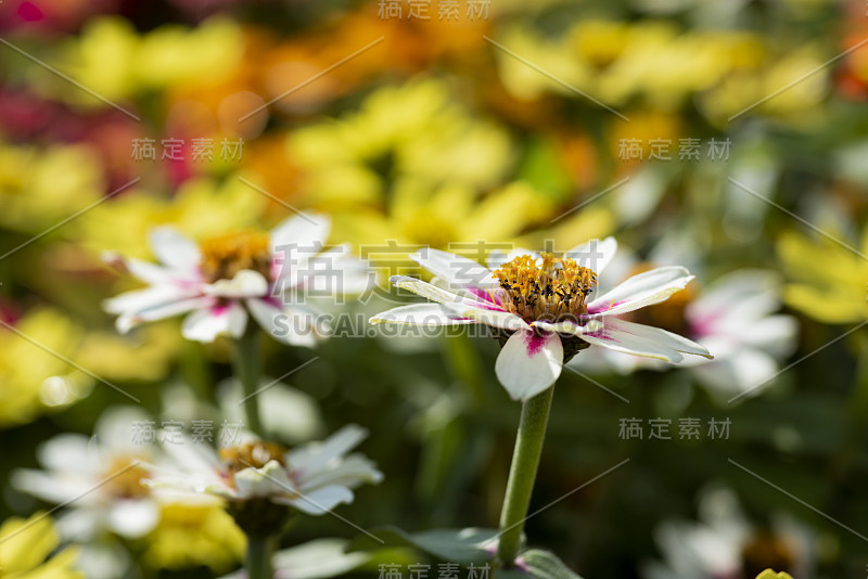 背景与彩色紫菀花在花园里