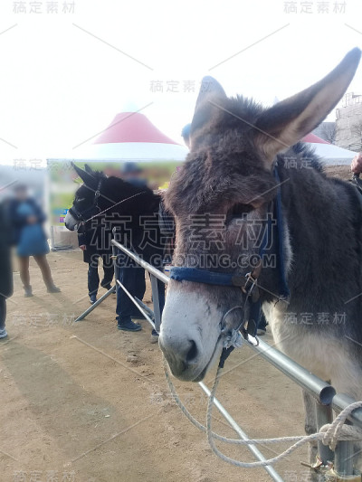 动物圈里的韩国驴:特写
