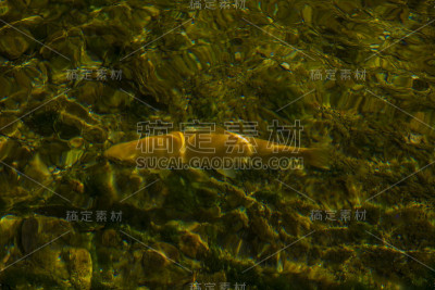 鱼在水里