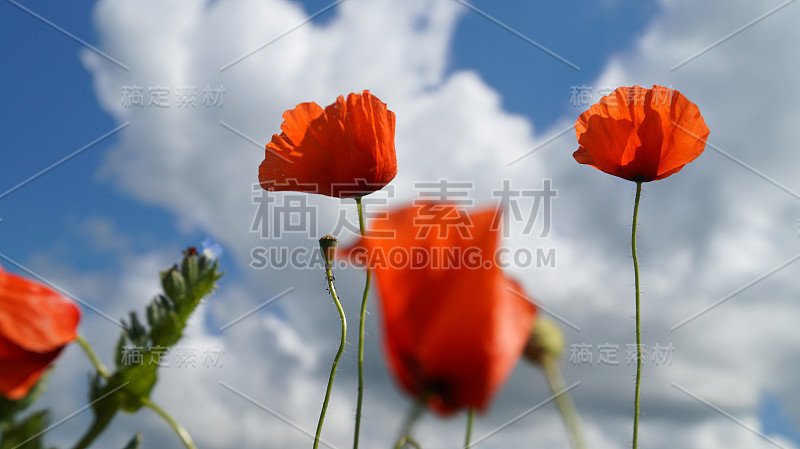 罂粟花在蓝天白云的背景上