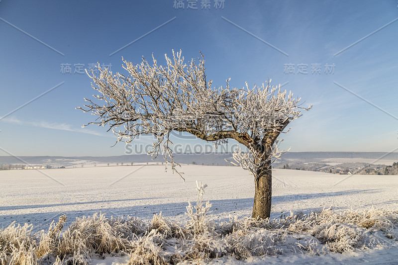 白雪皑皑的树木