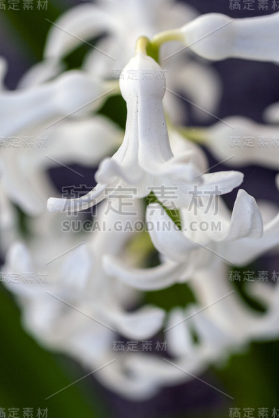 近距离拍摄的风信子花