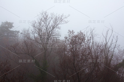 浓雾中的树木。