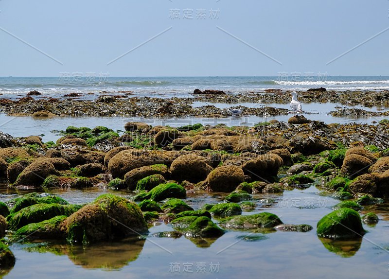 查茅斯海滩，英格兰南部侏罗纪海岸，退潮时海床上的岩石和苔藓