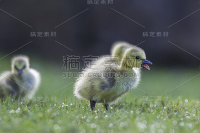 加拿大鹅宝宝