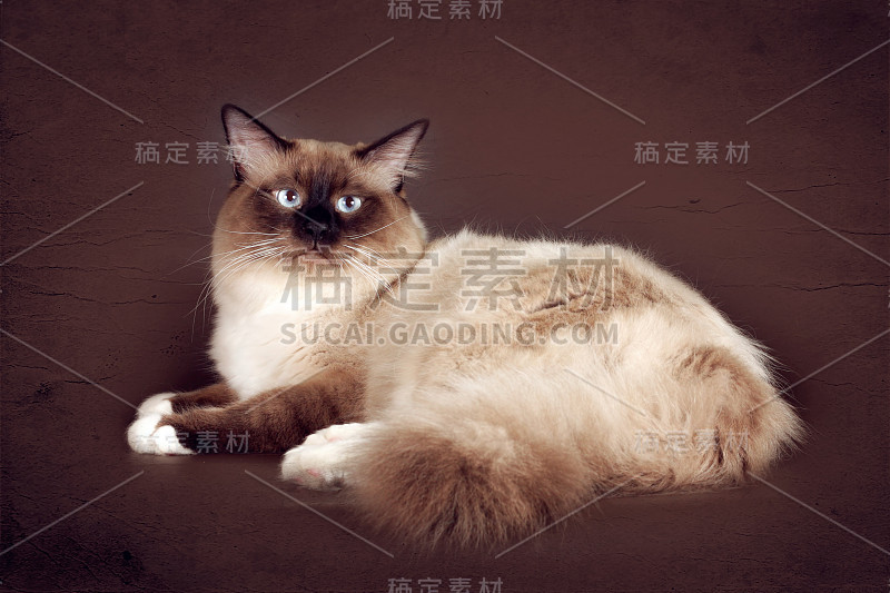 美丽的猫品种涅瓦化装舞会在一个棕色的背景