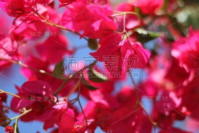花自然叶色