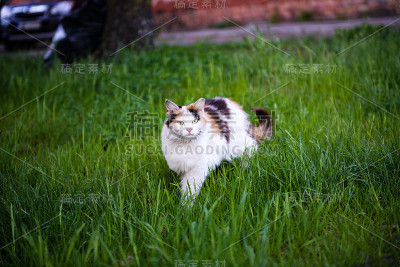 可疑的猫