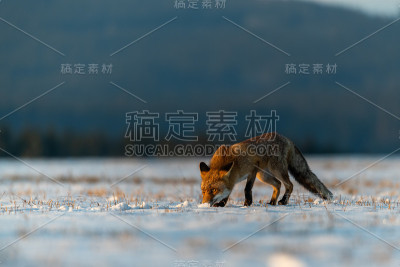 红狐在白雪覆盖的草地上奔跑