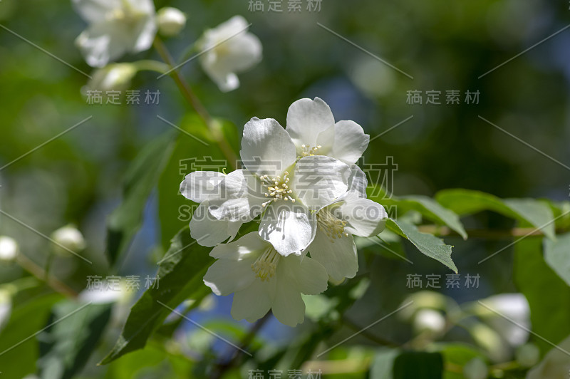 冠状花费城甜似桔黄色白色花在灌木枝上盛开，开花的英国山茱萸观赏植物