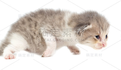 白色背景下的新生小猫