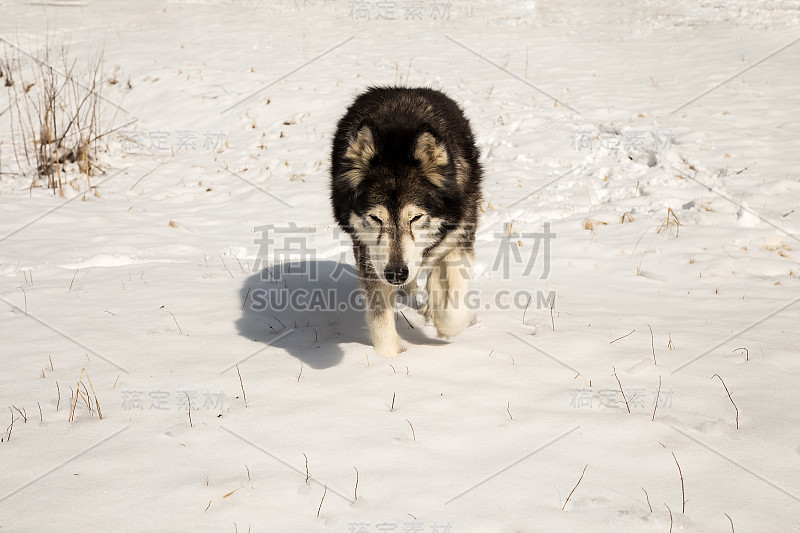 冬天雪地里的阿拉斯加雪橇犬