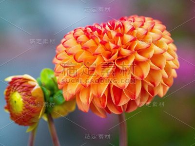 花园