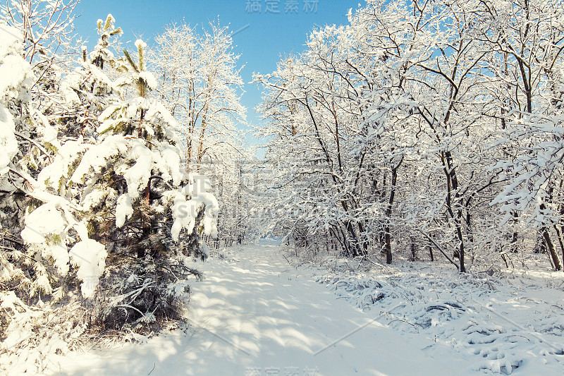 美丽的冬日日落和雪地里的树木