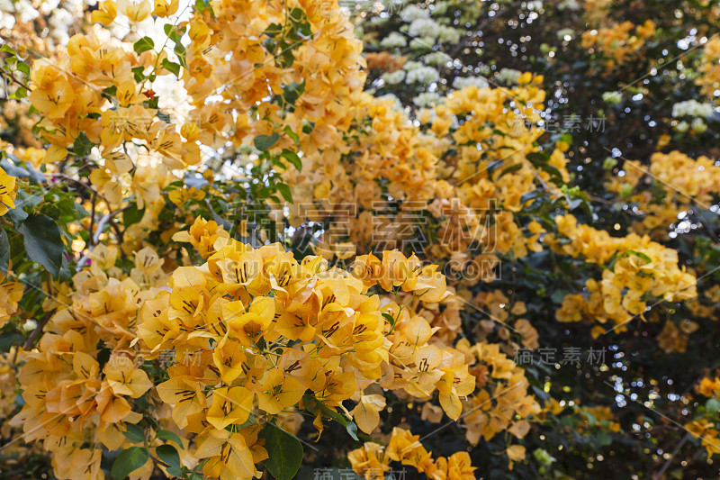 橙色叶子花属