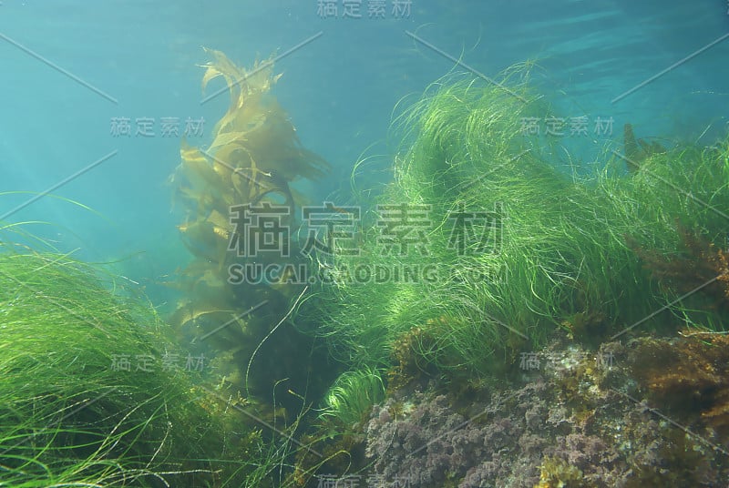 拉古纳海滩的海藻和海草