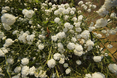 Achillea Ptarmica
