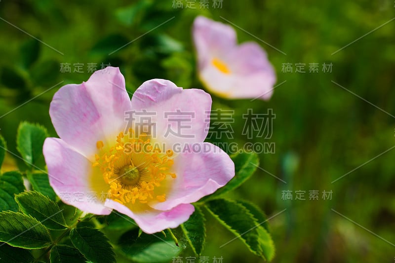 玫瑰果的粉红色花朵。软焦点