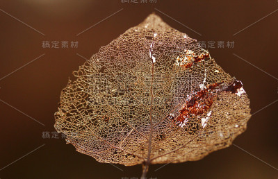 叶脉骨架微距拍摄。抽象的纹理背景。
