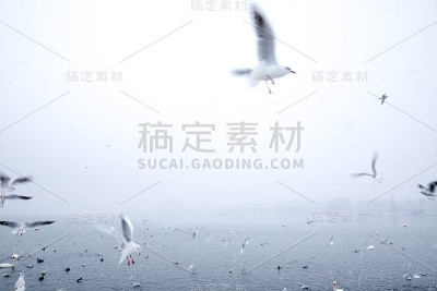 冬天Zurichsee