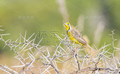 黄喉长爪(番红花)。