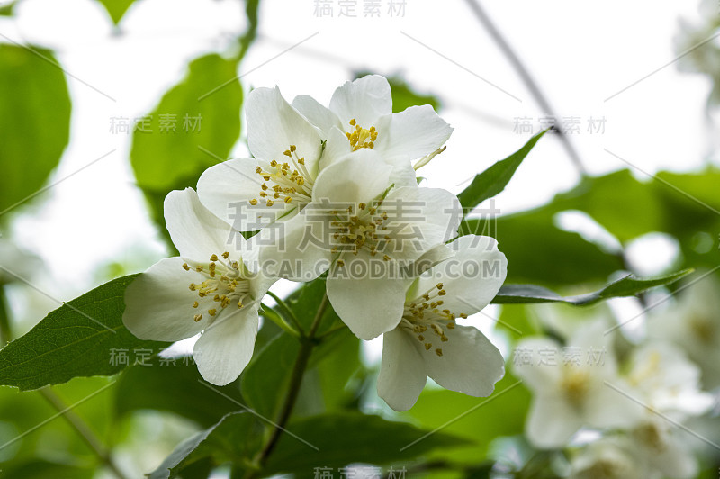 冠状花费城甜似桔黄色白色花在灌木枝上盛开，开花的英国山茱萸观赏植物