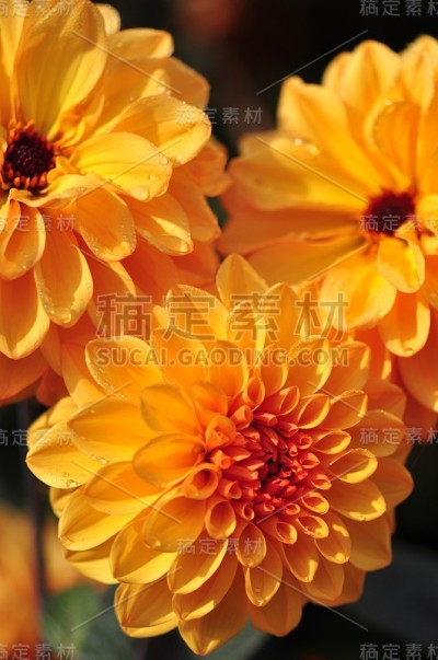 2015年英国秋季花园三分之一