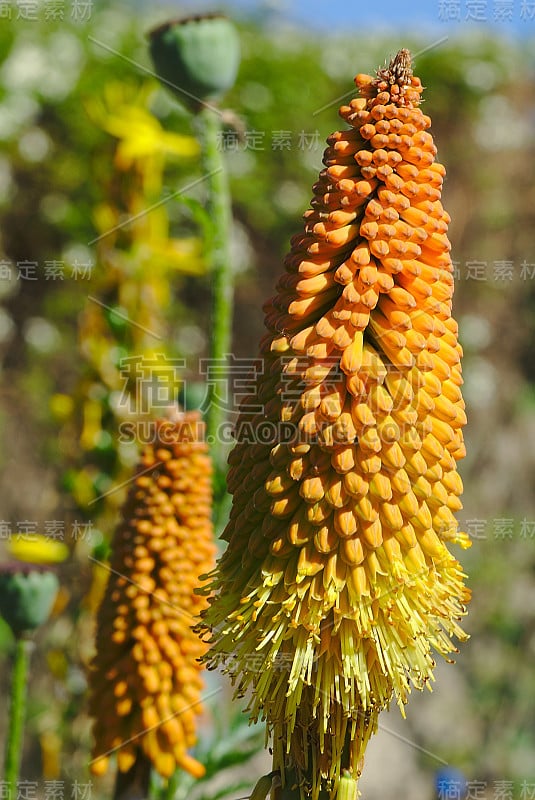 桔黄色和黄色的花，百合科