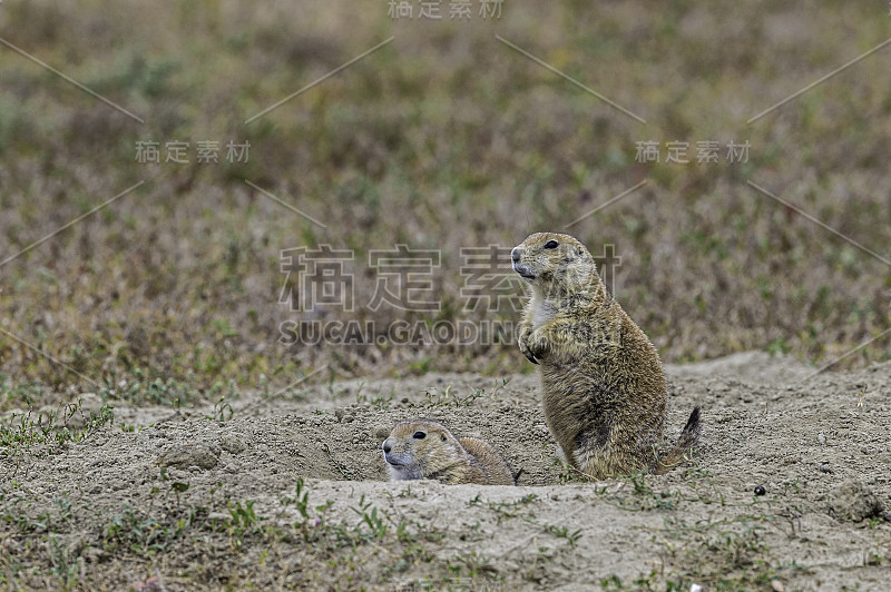 黑尾草原土拨鼠(Cynomys ludovicianus)是土拨鼠科的一种啮齿动物，生活在北美大平原