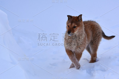 雪中的赤褐色小狗