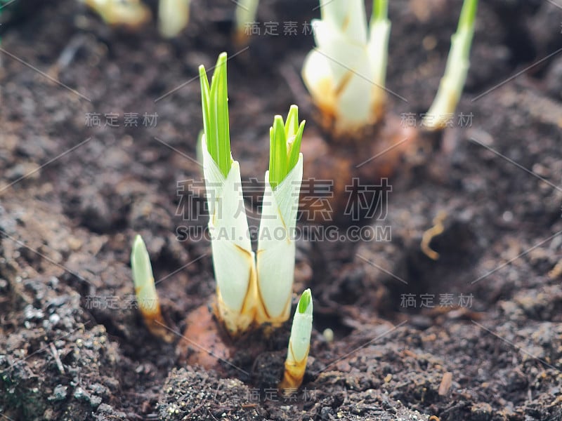 春天的花。近距离观察盆栽中的小番红花。