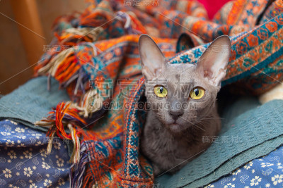 美丽的卷毛猫生气地看着镜头