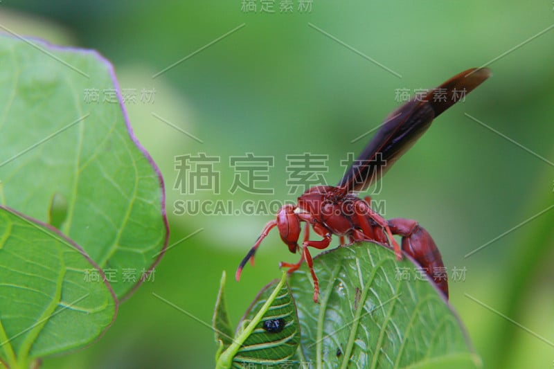 黄蜂/大黄蜂/臭虫