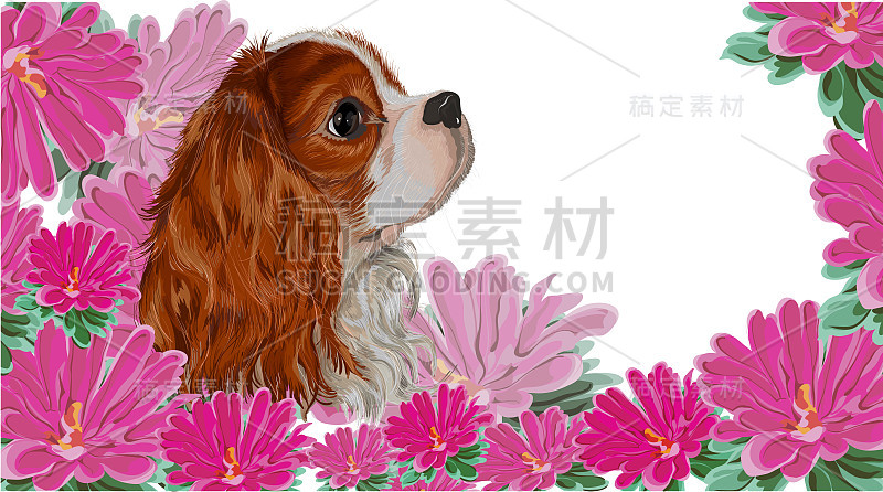 西班牙猎犬现实的金盏花