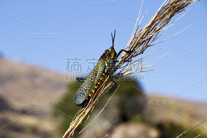 马达加斯加特有蝗虫，Phymateus saxossus，在Isalo国家