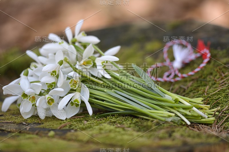 雪花莲，3月1日的传统白和红绳martisor