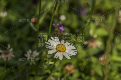 国家公园里长满彩色花朵的草地
