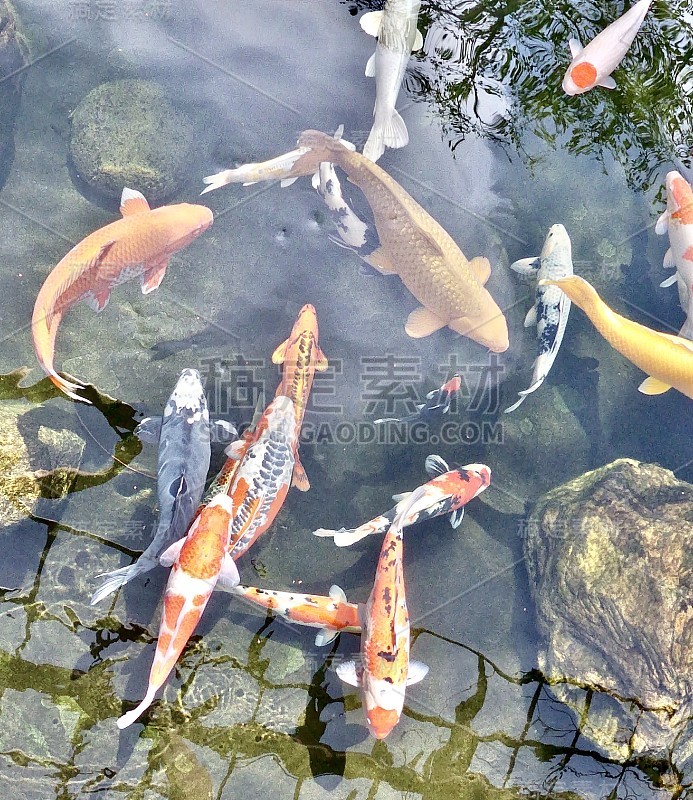 幸运锦鲤鱼日本花园